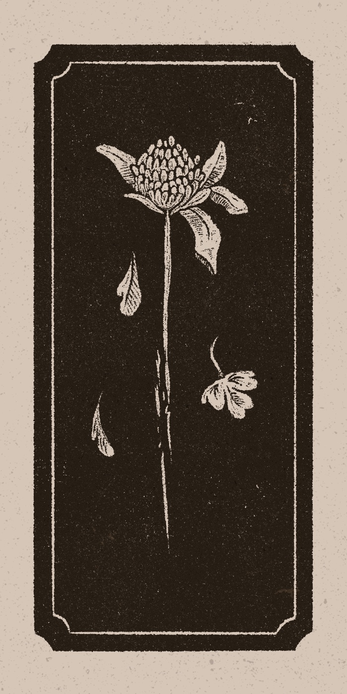 Clover Flower